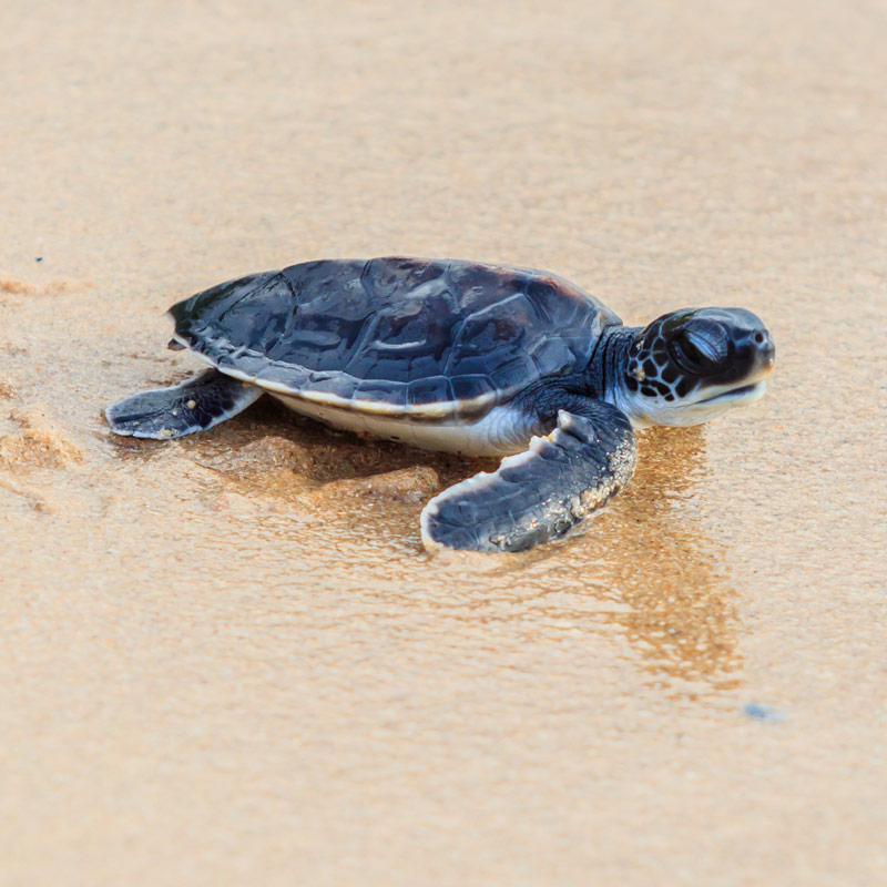 Project Turtle Tech Project Turtle Tech