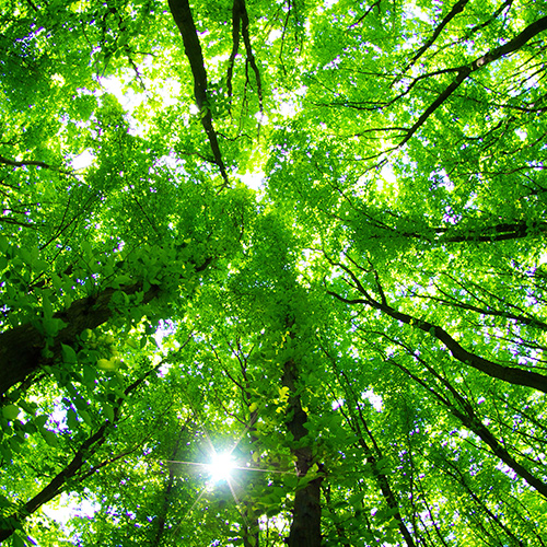The Environment Environmental Sustainability